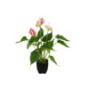 EUROPALMS Anthurium, artificial plant, white and pink