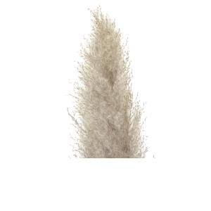 JOLIPA Pampas grass branch, dried, natural, 137cm