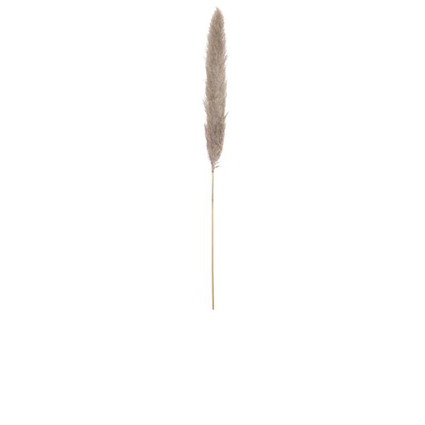 JOLIPA Pampas grass branch, dried, natural, 137cm