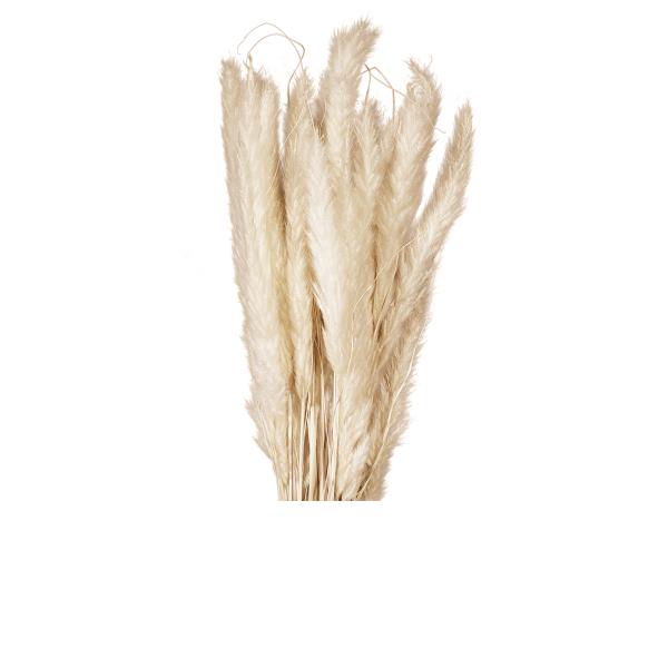 JOLIPA Pampas grass straw bunch, dried, natur, 75cm