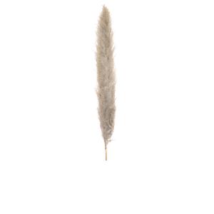 JOLIPA Pampas grass branch, dried, natural, 137cm