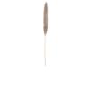 JOLIPA Pampas grass branch, dried, natural, 137cm