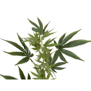 EUROPALMS Cannabis-spra, textile, 90cm