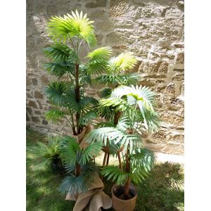 EUROPALMS Fan palm, artificial plant, 130cm