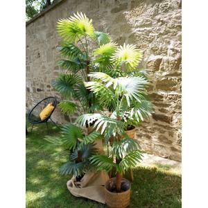 EUROPALMS Fan palm, artificial plant, 130cm