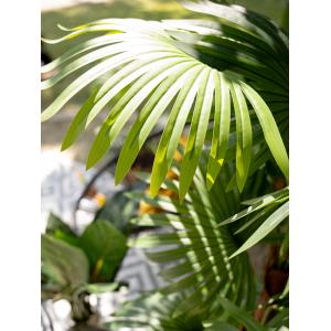 EUROPALMS Fan palm, artificial plant, 155cm