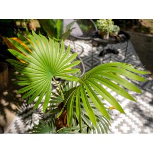 EUROPALMS Fan palm, artificial plant, 88cm