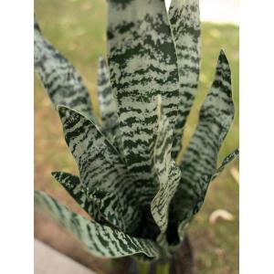 EUROPALMS Snake Tongue (EVA), artificial, green, 60cm