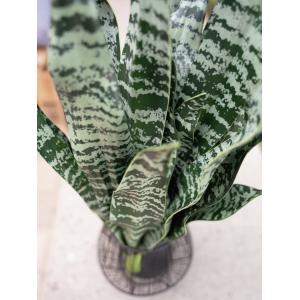 EUROPALMS Snake Tongue (EVA), artificial, green, 60cm