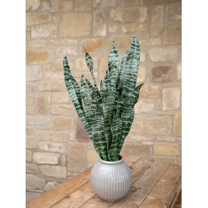 EUROPALMS Snake Tongue (EVA), artificial, green, 60cm