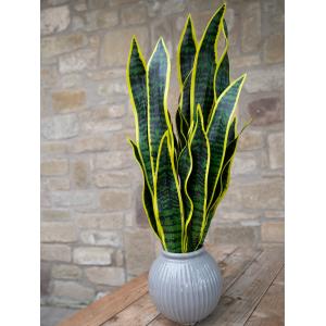 EUROPALMS Snake Tongue (EVA), artificial, green-yellow, 60cm